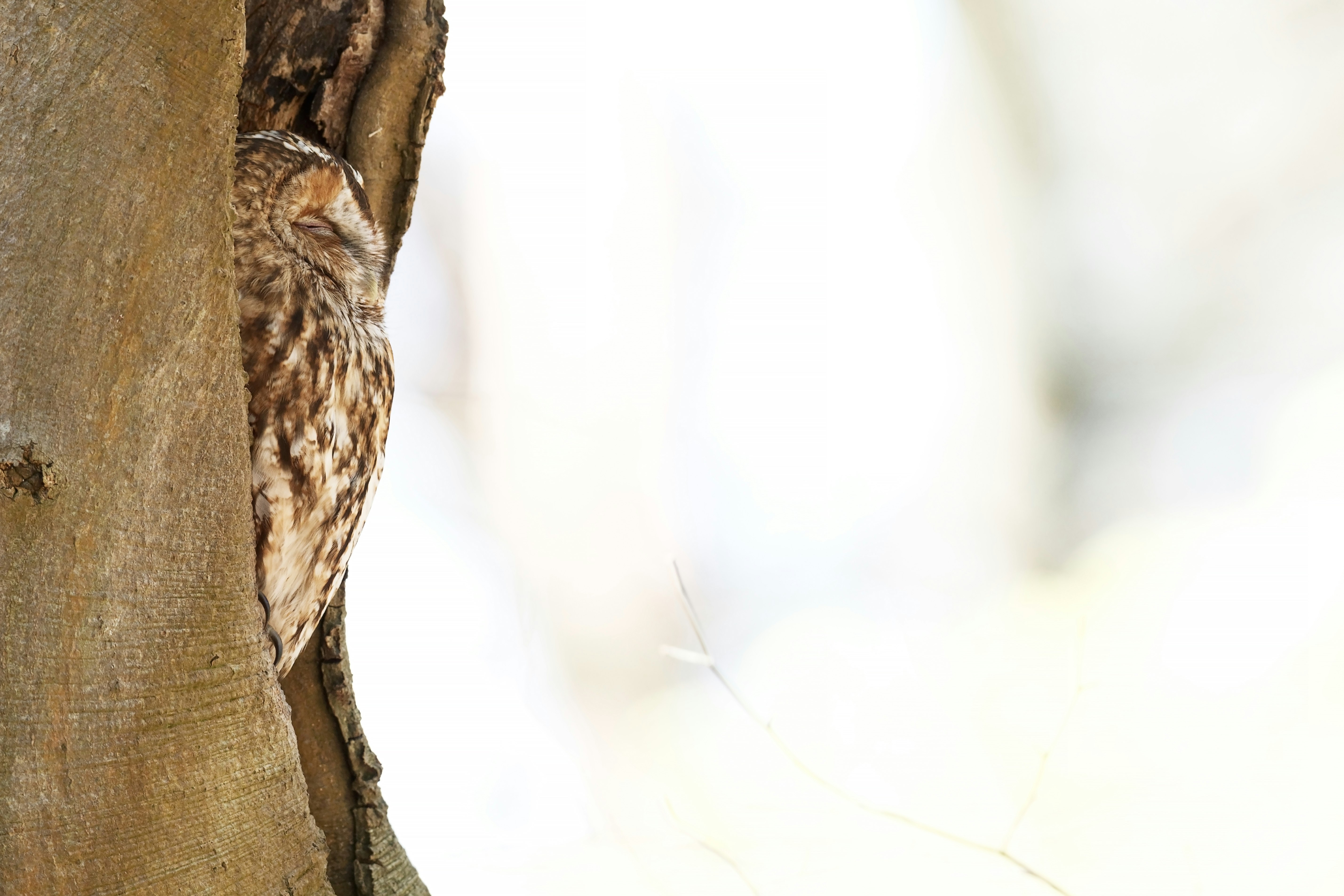 brown and white owl on brown tree branch